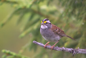 White Throated Sparrow in Coniferous Tree