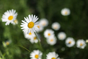 Fototapeta premium Daisy