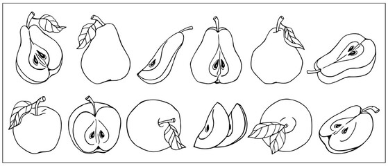 Set of linear sketches of summer fruits pear and apple.
Vector graphics.