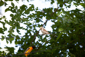 Baltimore Orioles hanging out in the trees in a backyard in Ontario.