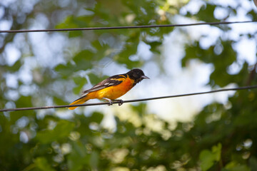 Baltimore Orioles hanging out in the trees in a backyard in Ontario.