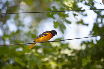 Baltimore Orioles hanging out in the trees in a backyard in Ontario.