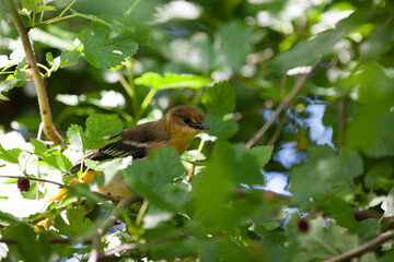 Baltimore Orioles hanging out in the trees in a backyard in Ontario.