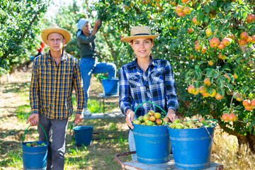 Group of people picking pears from trees on plantation