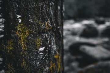 Moss on a Tree in South Carolina