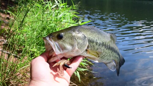 summer bass, largemouth bass caught while shore wishing on fresh water lake, held by mouth.