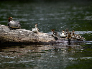 Female Common Merganser and five ducklings resting on log  in the river
