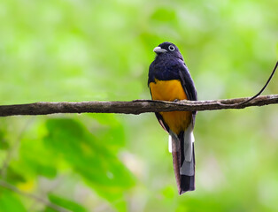 Green-backed Trogon portrait on green yellow background