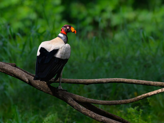 King Vulture portrait on green background