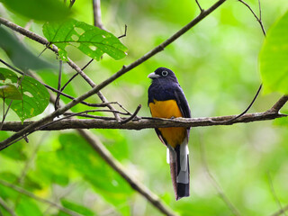 Green-backed Trogon portrait on green yellow background