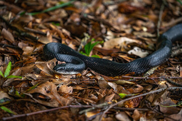 Black Snake Slithering Around in the Leaves