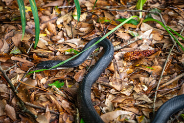 Black Snake Slithering Around in the Leaves