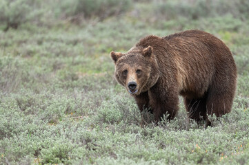 Fototapeta na wymiar Male Grizzly Bear in a Meadow