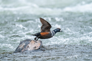 Harlequin Duck Taking Flight Along the Yellowstone River