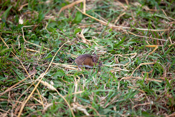 A field mouse in a farmer's field.