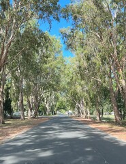 Road Through Eucalypt and Melaleuca Paperbarks