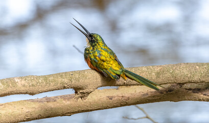 Galbula ruficauda - Jacamar colirrufo