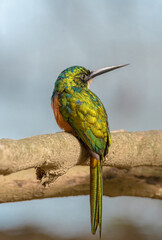 Galbula ruficauda - Jacamar colirrufo