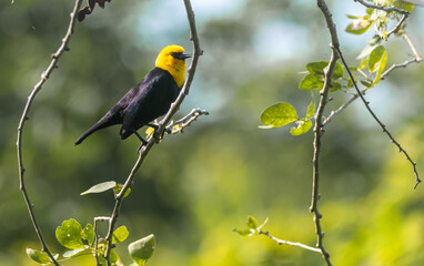 Chrysomus icterocephalus - Monjita cabeciamarilla
