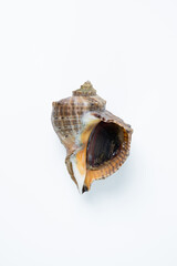 참소라
