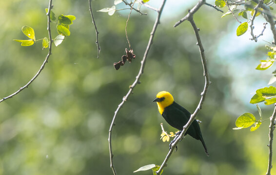 Chrysomus icterocephalus - Monjita cabeciamarilla