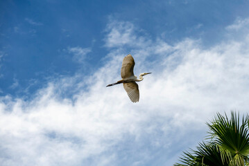 Egret (Ardea alba)
