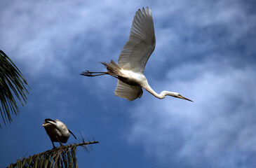 Egret (Ardea alba)