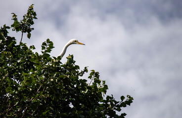 Egret (Ardea alba)