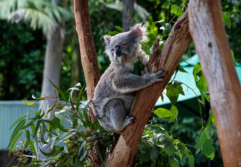 Koala ( Phascolarctos cinereus)