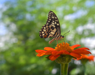 butterfly on flower