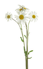 Blooming oxeye daisies, Leucanthemum vulgare isolated on white background