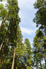 飫肥城内の飫肥杉	