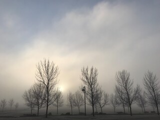 Misty morning in a park at sunrise