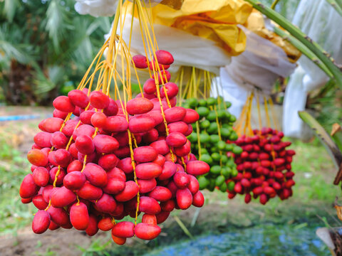 resh ripe red date fruits bunch hanging on date palm tree