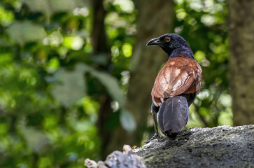 The greater coucal or crow pheasant perching on the stone , Thailand