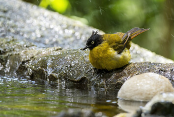 The Black-crested bulbul perching on the rock , Thailand