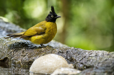 The Black-crested bulbul perching on the rock , Thailand