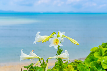 ユリの花と沖縄の海