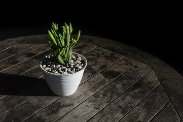 cactus plant in a pot in the shadows high resolution photo background