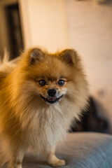 Cute Pomeranian dog at home