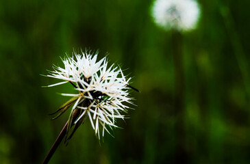 dandelion up close in dar grass