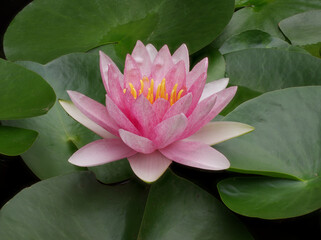pink water lily in pond