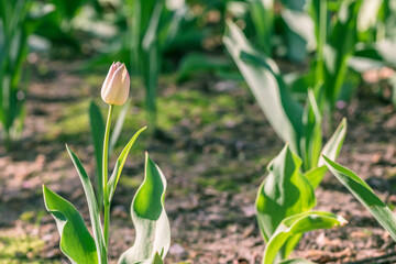 Beautiful colorful pink tulip background photo
