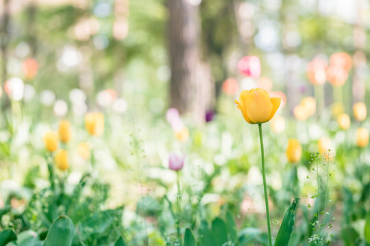 Beautiful colorful yellow tulip background photo