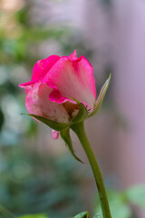 Rosa abriendo su capullo, rosa con motas, rosa sobre fondo verde y cafe
