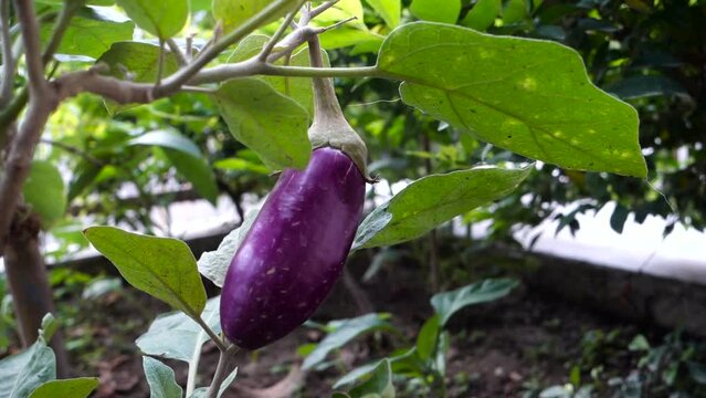A close up shot of home grown brinjal commonly know as eggplant. Organic Farm india.