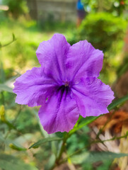 Purple flowers in the garden