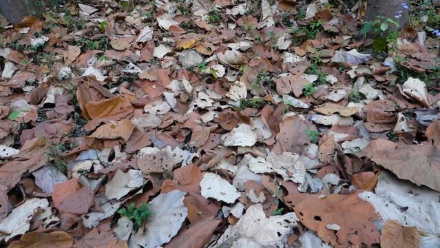 Panning shot of Colorful dried fallen Sal tree, Shorea robusta leaves on the ground during autumn season in an Indian forest.