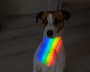 Rainbow rays on the muzzle of a Jack Russell Terrier dog. 