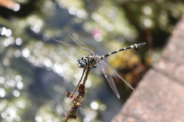 Australian Tiger Dragonfly